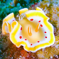 サンゴの産卵ナイトダイビング